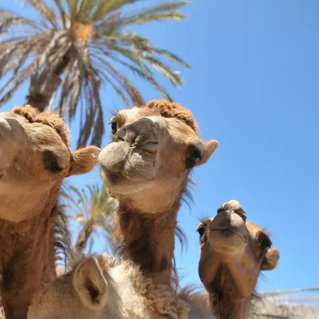 Dream Siete * Corralejo